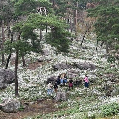 구절산 구절초 축제