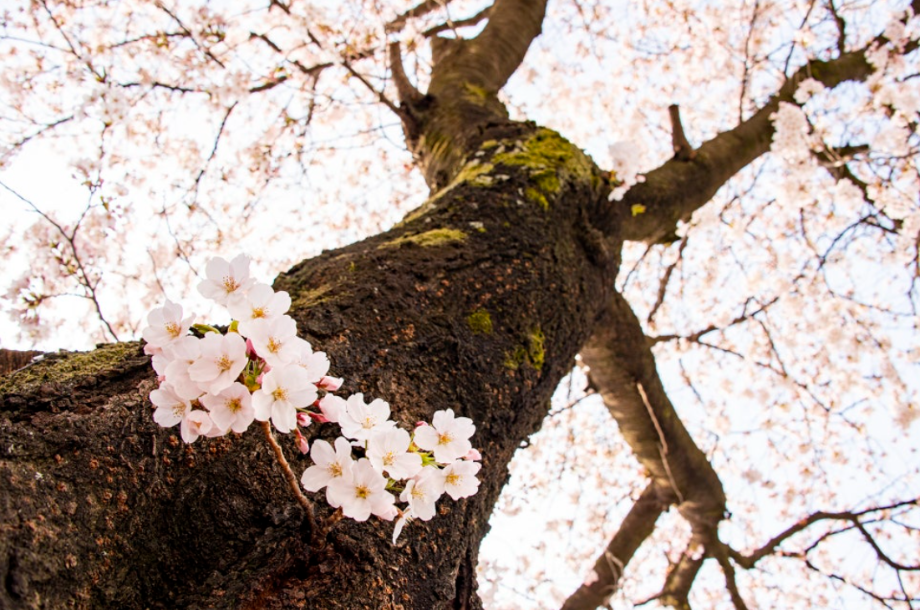 계룡산 벚꽃축제3